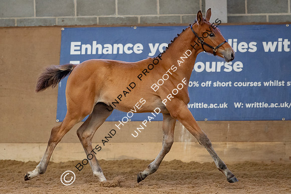 Baileys Horse Feeds Futurity Evaluations 2021