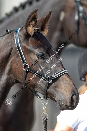 Baileys Horse Feeds Futurity Evaluations 2021