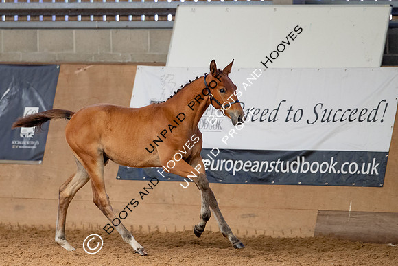 Baileys Horse Feeds Futurity Evaluations 2021