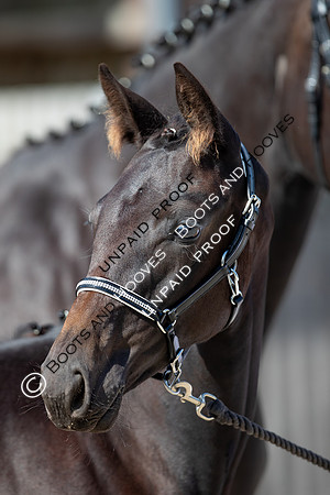 Baileys Horse Feeds Futurity Evaluations 2021