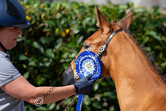 Baileys Horse Feeds Futurity Evaluations 2021