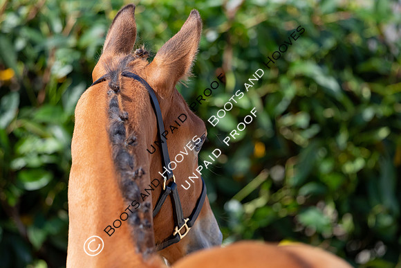 Baileys Horse Feeds Futurity Evaluations 2021