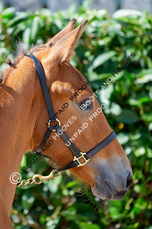 Baileys Horse Feeds Futurity Evaluations 2021