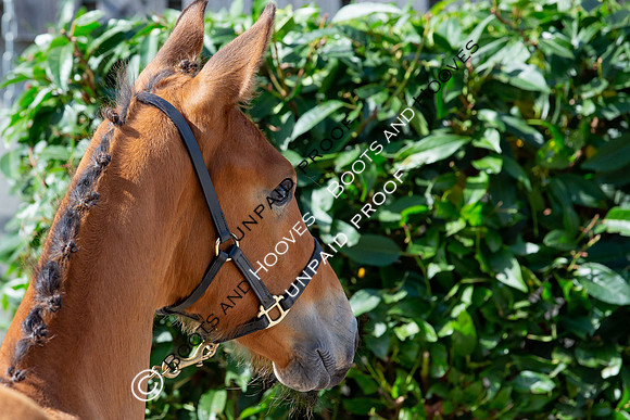 Baileys Horse Feeds Futurity Evaluations 2021
