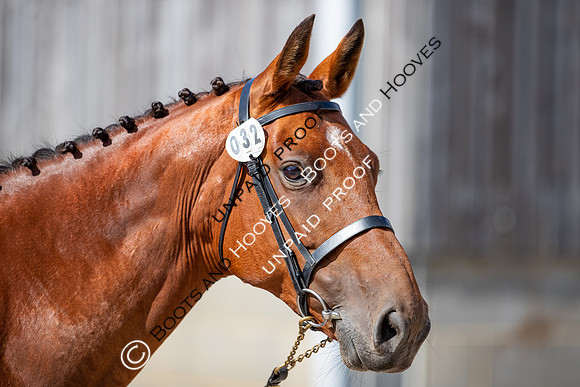 Baileys Horse Feeds Futurity Evaluations 2021