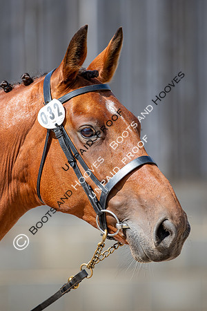 Baileys Horse Feeds Futurity Evaluations 2021