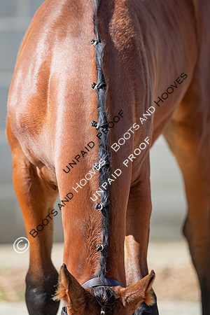 Baileys Horse Feeds Futurity Evaluations 2021