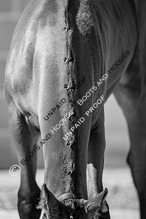 Baileys Horse Feeds Futurity Evaluations 2021