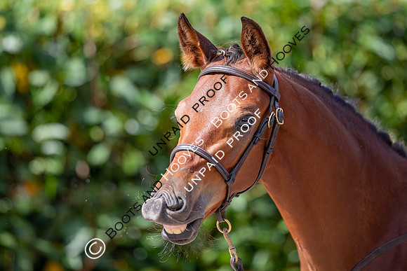 Baileys Horse Feeds Futurity Evaluations 2021