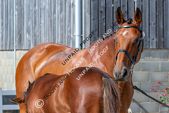 Baileys Horse Feeds Futurity Evaluations 2021
