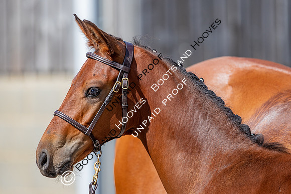 Baileys Horse Feeds Futurity Evaluations 2021