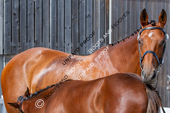 Baileys Horse Feeds Futurity Evaluations 2021