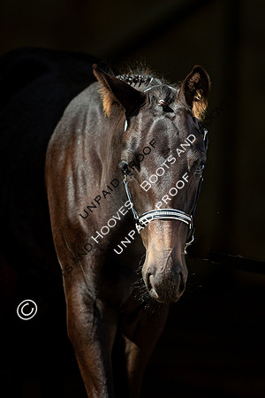 Baileys Horse Feeds Futurity Evaluations 2021