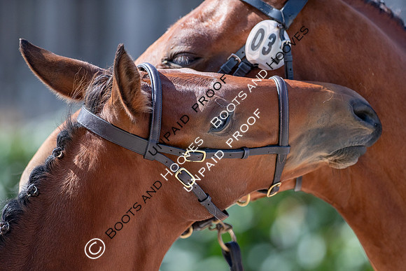 Baileys Horse Feeds Futurity Evaluations 2021