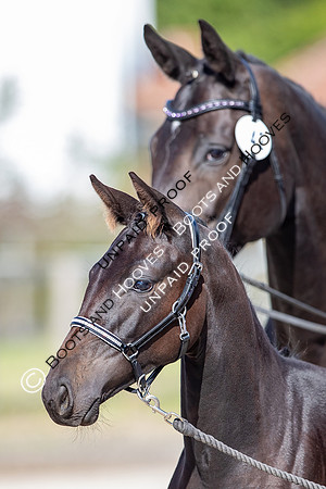 Baileys Horse Feeds Futurity Evaluations 2021