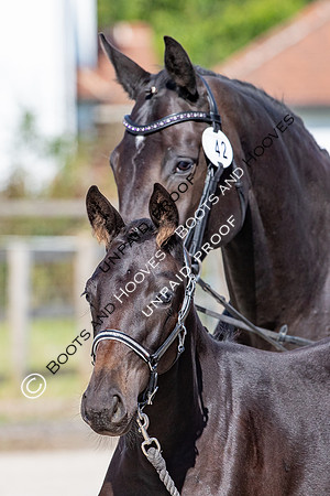 Baileys Horse Feeds Futurity Evaluations 2021
