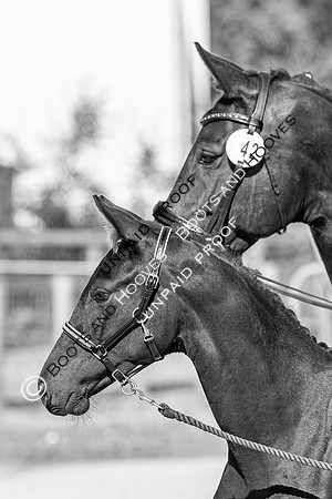 Baileys Horse Feeds Futurity Evaluations 2021