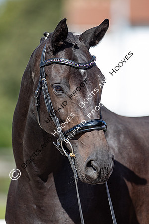 Baileys Horse Feeds Futurity Evaluations 2021