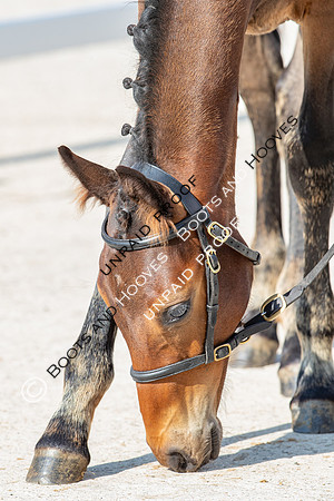 Baileys Horse Feeds Futurity Evaluations 2021