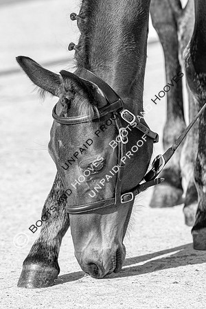 Baileys Horse Feeds Futurity Evaluations 2021