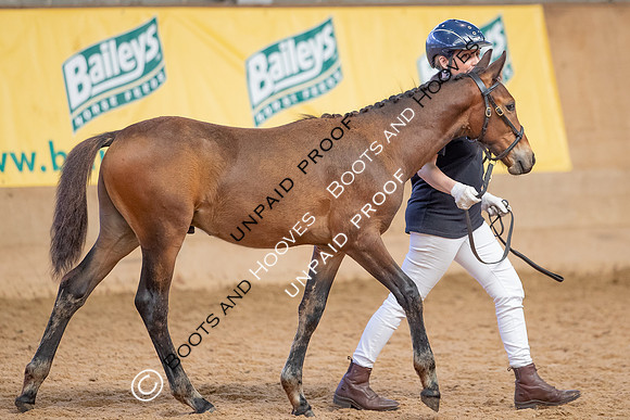 Baileys Horse Feeds Futurity Evaluations 2021