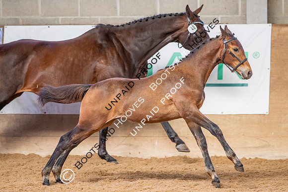 Baileys Horse Feeds Futurity Evaluations 2021