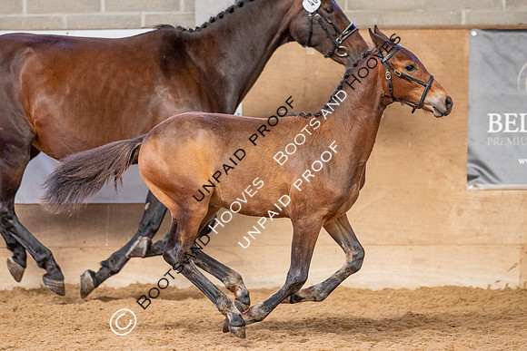 Baileys Horse Feeds Futurity Evaluations 2021