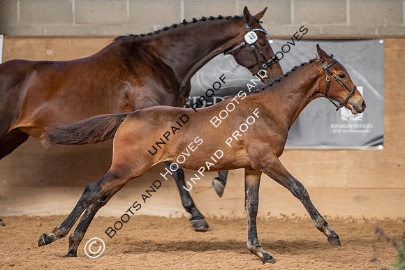 Baileys Horse Feeds Futurity Evaluations 2021