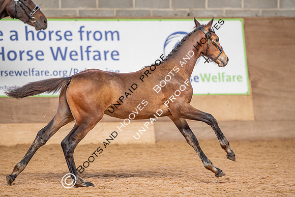Baileys Horse Feeds Futurity Evaluations 2021