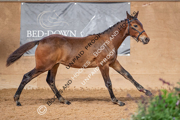 Baileys Horse Feeds Futurity Evaluations 2021