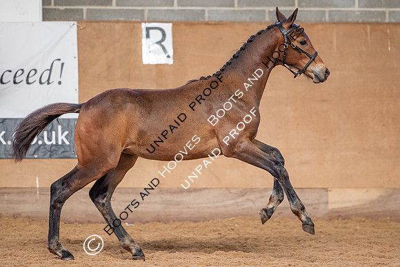 Baileys Horse Feeds Futurity Evaluations 2021