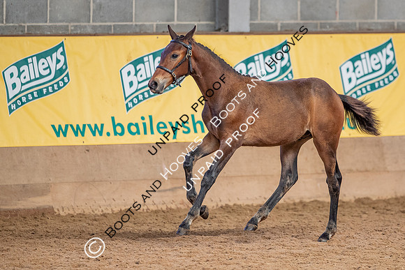 Baileys Horse Feeds Futurity Evaluations 2021