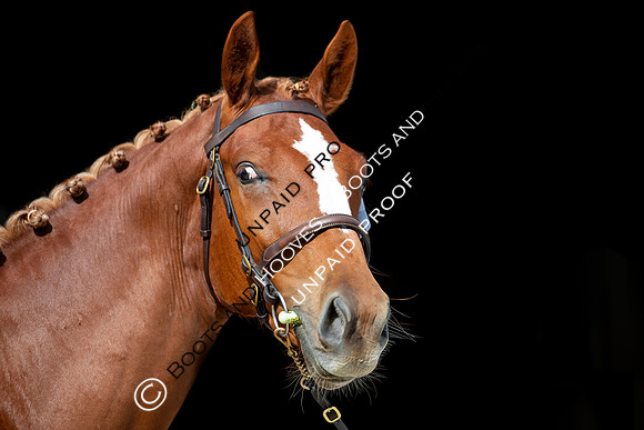 Baileys Horse Feeds Futurity Evaluations 2021