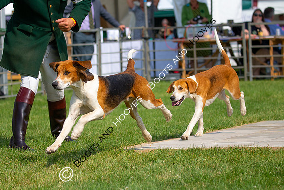 Festival of Hunting