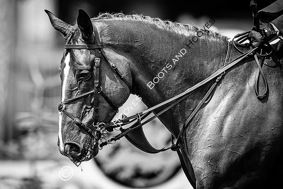 The AGRIA Royal International Horse Show