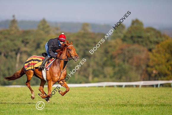 Newmarket