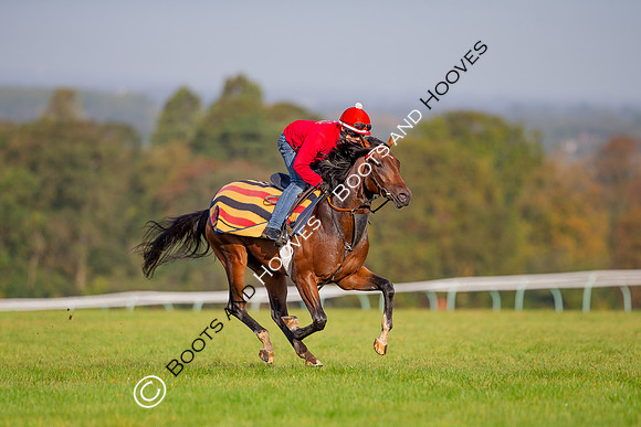 Newmarket