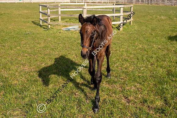 ~ MANDATORY Credit Elli Birch/Bootsandhooves- NO UNAUTHORISED USE - 07745909676