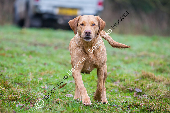 Dines Hall Game Shoot. 23/01/2019 ~ MANDATORY Credit Nick Gunn/Bootsandhooves - NO UNAUTHORISED USE - 07745 909676