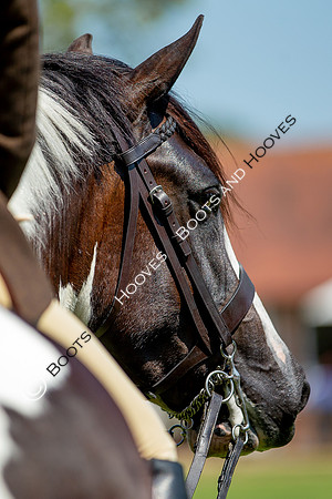 The Prenetics Royal International Horse Show