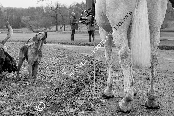 Bloodhounds