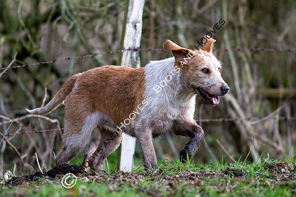 East Essex Hunt. Ladies Day. 29/01/2019 ~ MANDATORY Credit Elli Birch/Bootsandhooves - NO UNAUTHORISED USE - 07745 909676