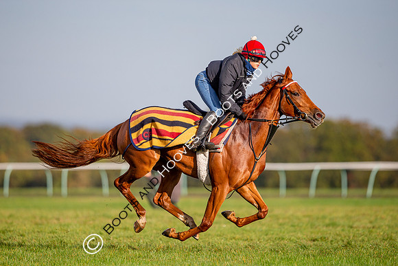 Newmarket
