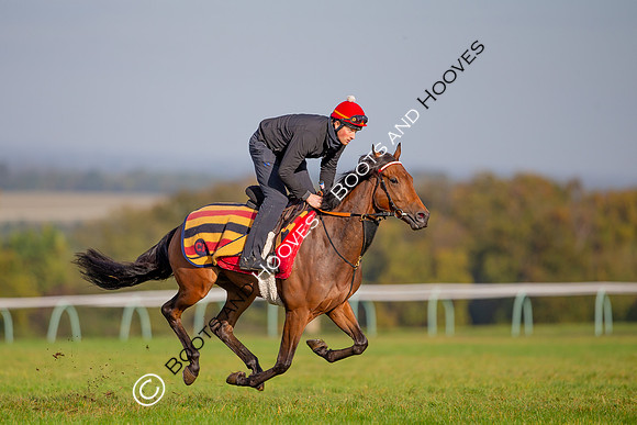 Newmarket