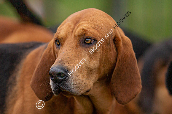 Bloodhounds