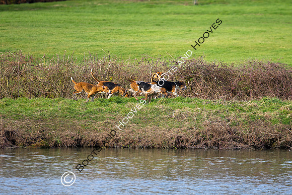 Hunting