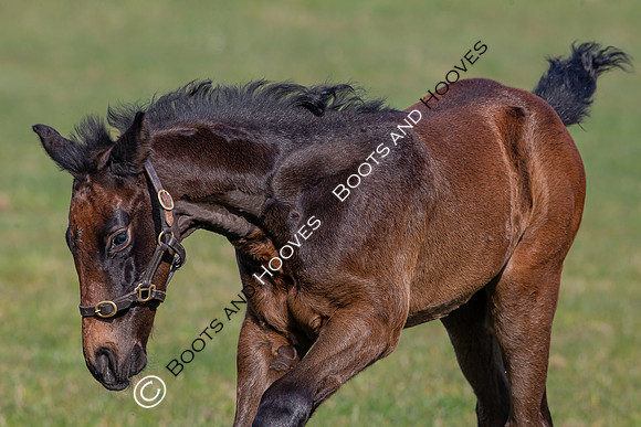 ~ MANDATORY Credit Elli Birch/Bootsandhooves- NO UNAUTHORISED USE - 07745909676
