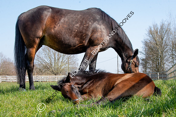 ~ MANDATORY Credit Elli Birch/Bootsandhooves- NO UNAUTHORISED USE - 07745909676