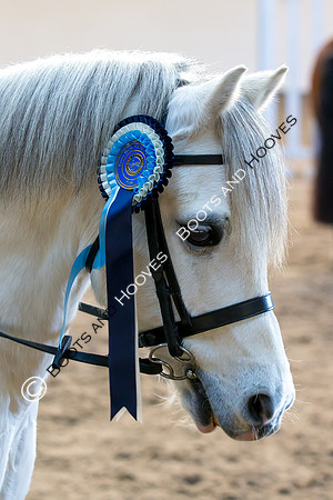 EHNPC. Showjumping. Credit Elli Birch/Bootsandhooves - NO UNAUTHORISED USE - 07745909676