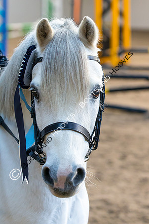 EHNPC. Showjumping. Credit Elli Birch/Bootsandhooves - NO UNAUTHORISED USE - 07745909676